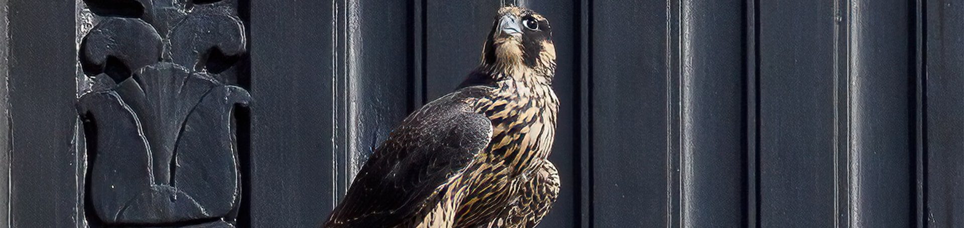 About Peregrine Falcons