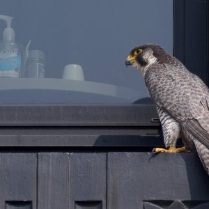Kalamazoo Falcons-Vantland
