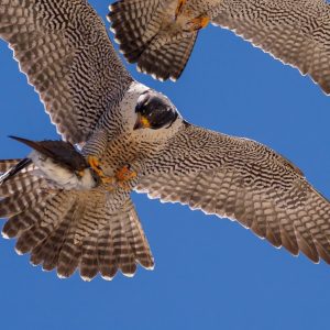 Kalamazoo Falcons-Vantland