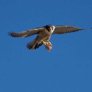 Kalamazoo Falcons-Vantland