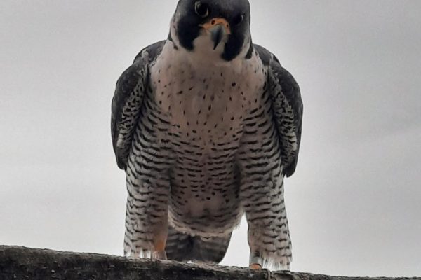 Rebecca supervising the spring cleaning