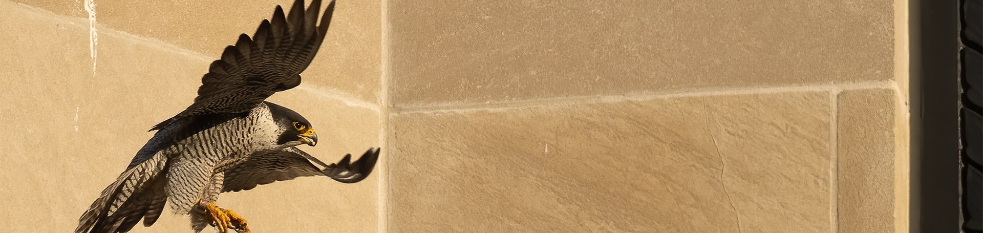 Watch Falcon Cam